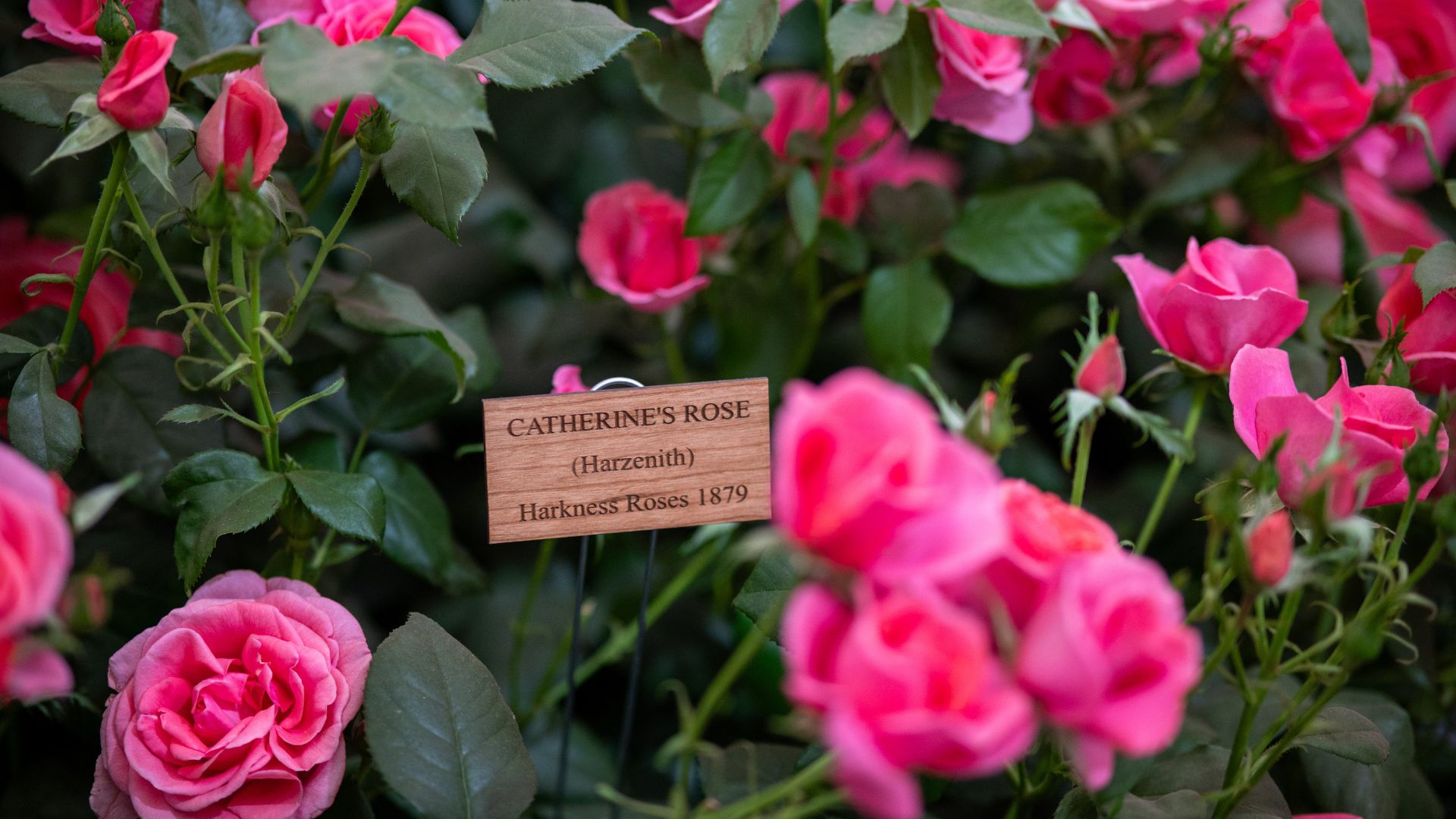Catherine&#039;s Rose in honour of Catherine, Princess of Wales on display at RHS Chelsea Flower Show on May 22, 2025