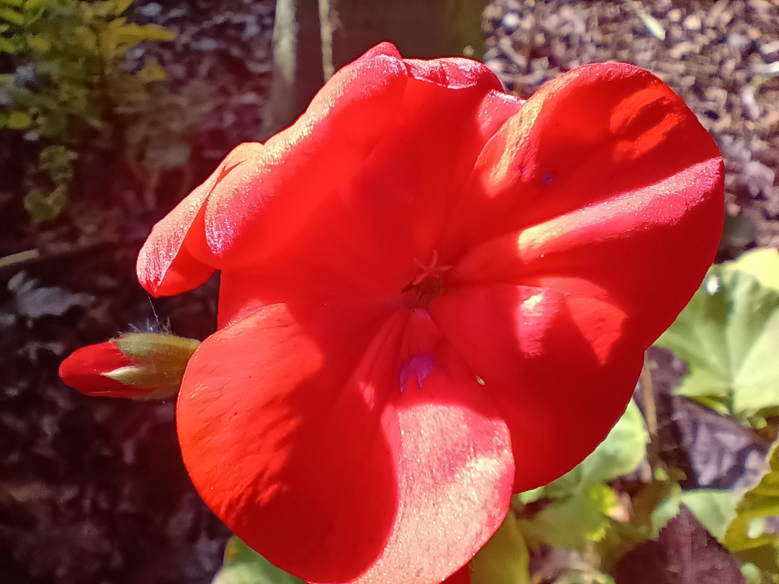 Macro shot of a flower by the Moto G (2026)