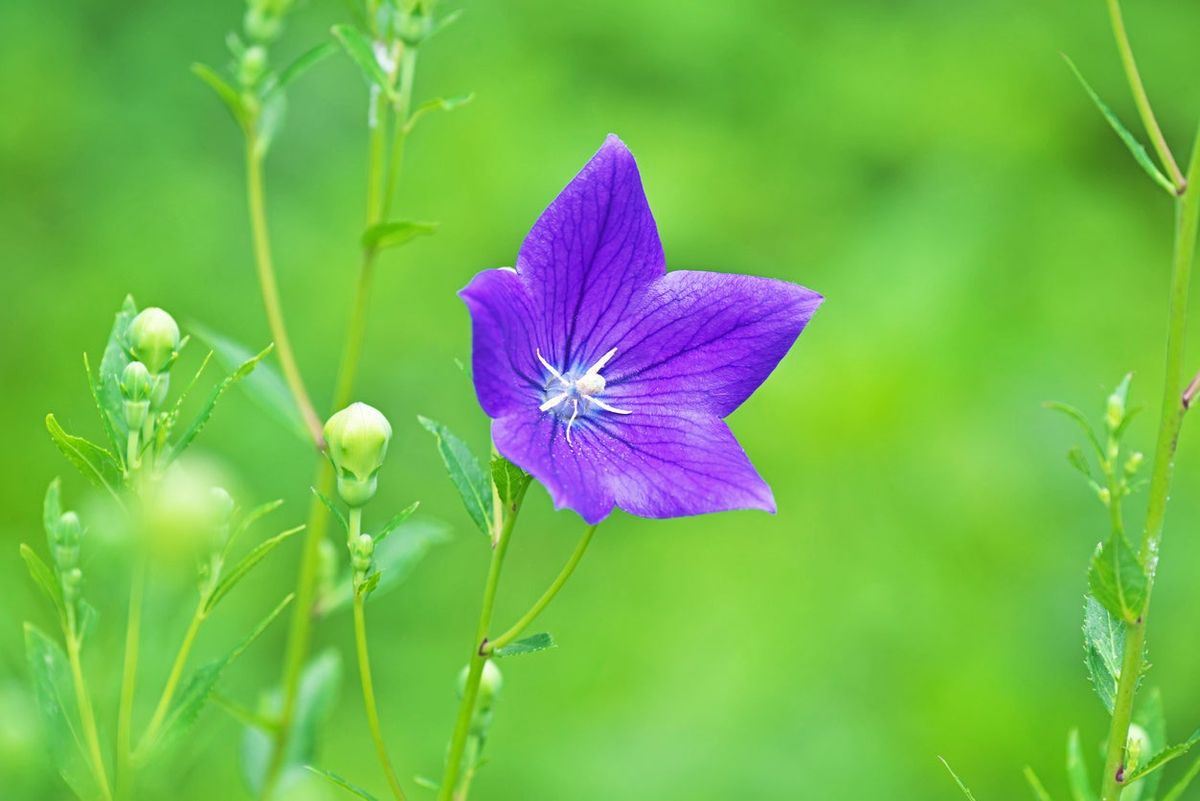 Do Balloon Flowers Need Deadheading Learn How To Deadhead Balloon