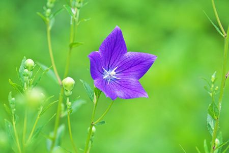 Purple Balloon Flower Plant