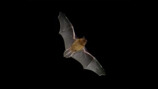 A Pipistrellus Nathusii Bat In Mid-flight Seen From Below Against A Totally Black Background