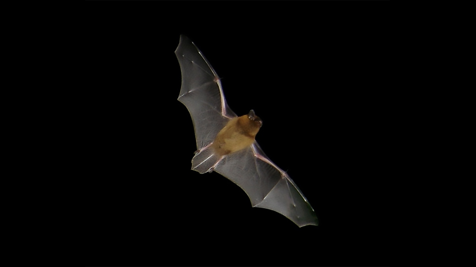 A Pipistrellus Nathusii Bat In Mid-flight Seen From Below Against A Totally Black Background