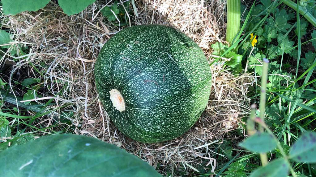 A green pumpkin growing on the vine