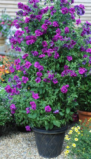 'Purple Rocket' petunias grown in a container