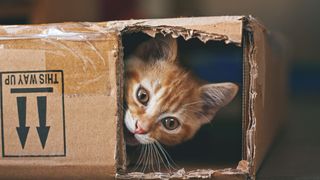 Cat poking out of cardboard box