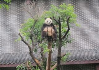 giant panda in a tree