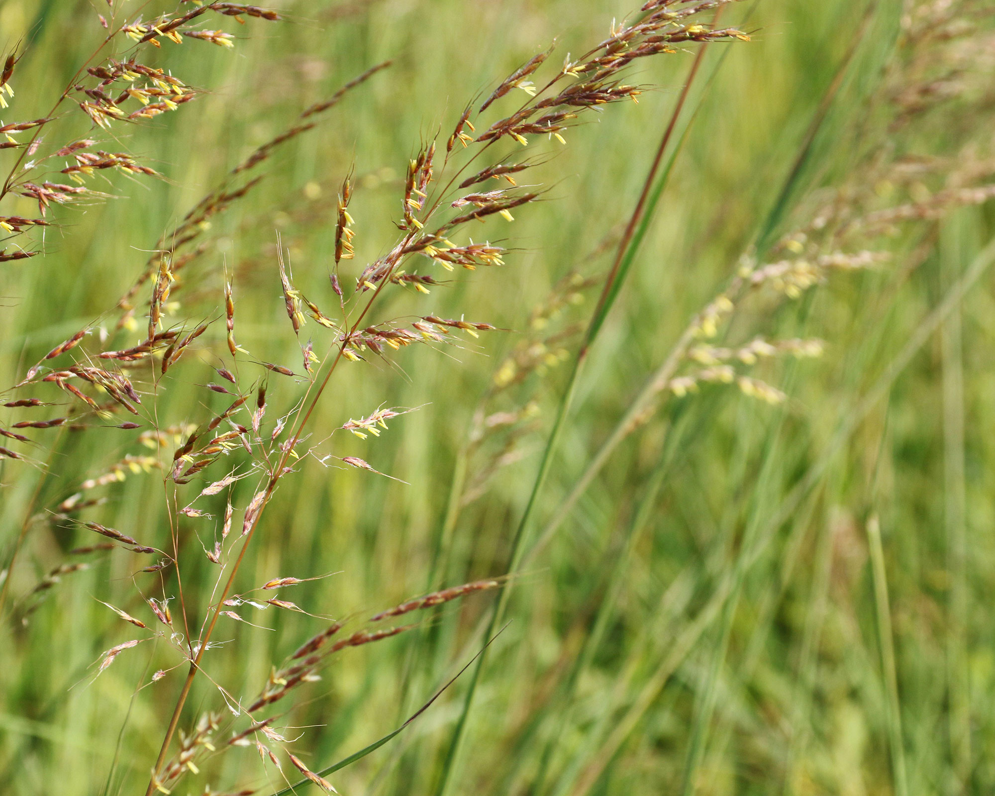 Why native North America plants are becoming so popular | Gardeningetc