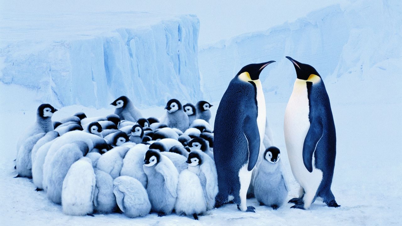 two adult emperor penguins with many chicks
