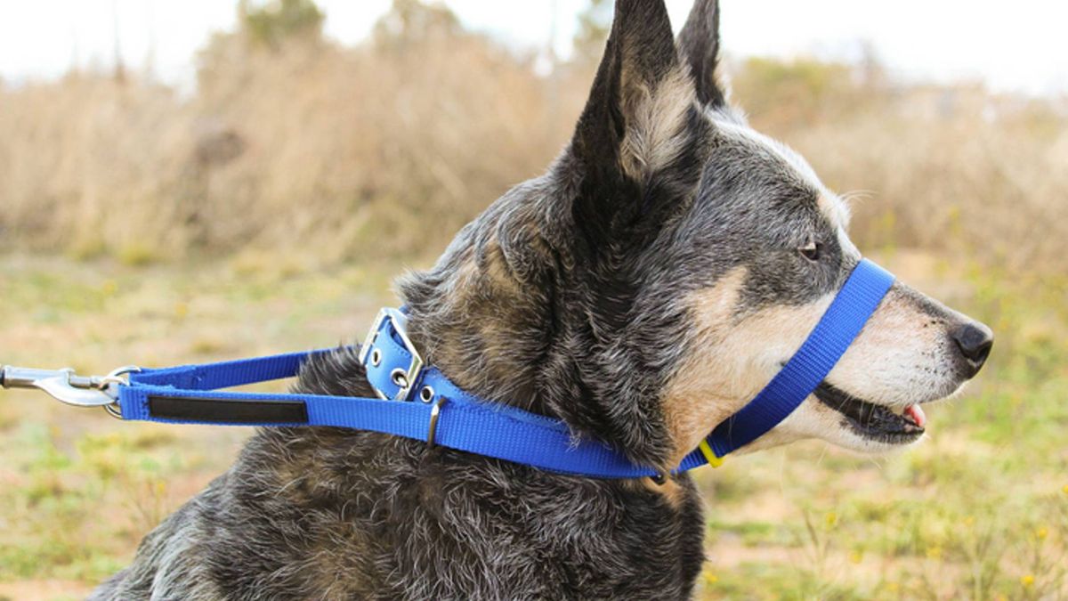 Types of dog harnesses and collars Which are the best fit PetsRadar
