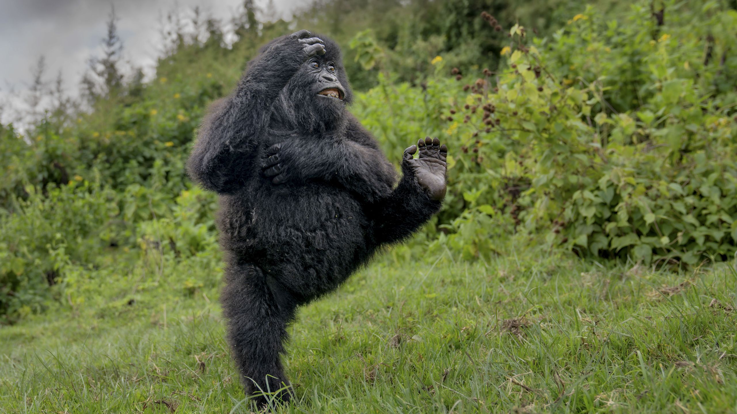 techradar.com - Timothy Coleman - 'Watching his performance was pure joy': Comedy Wildlife Awards 2025 winner recounts moment he photographed a playful gorilla