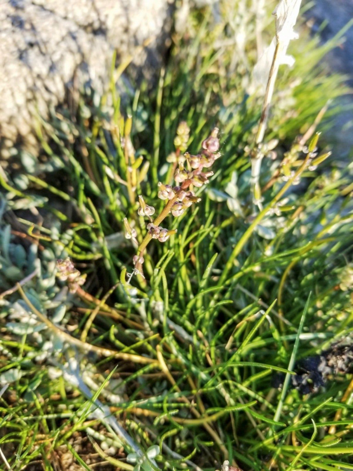 Seaside Arrowgrass