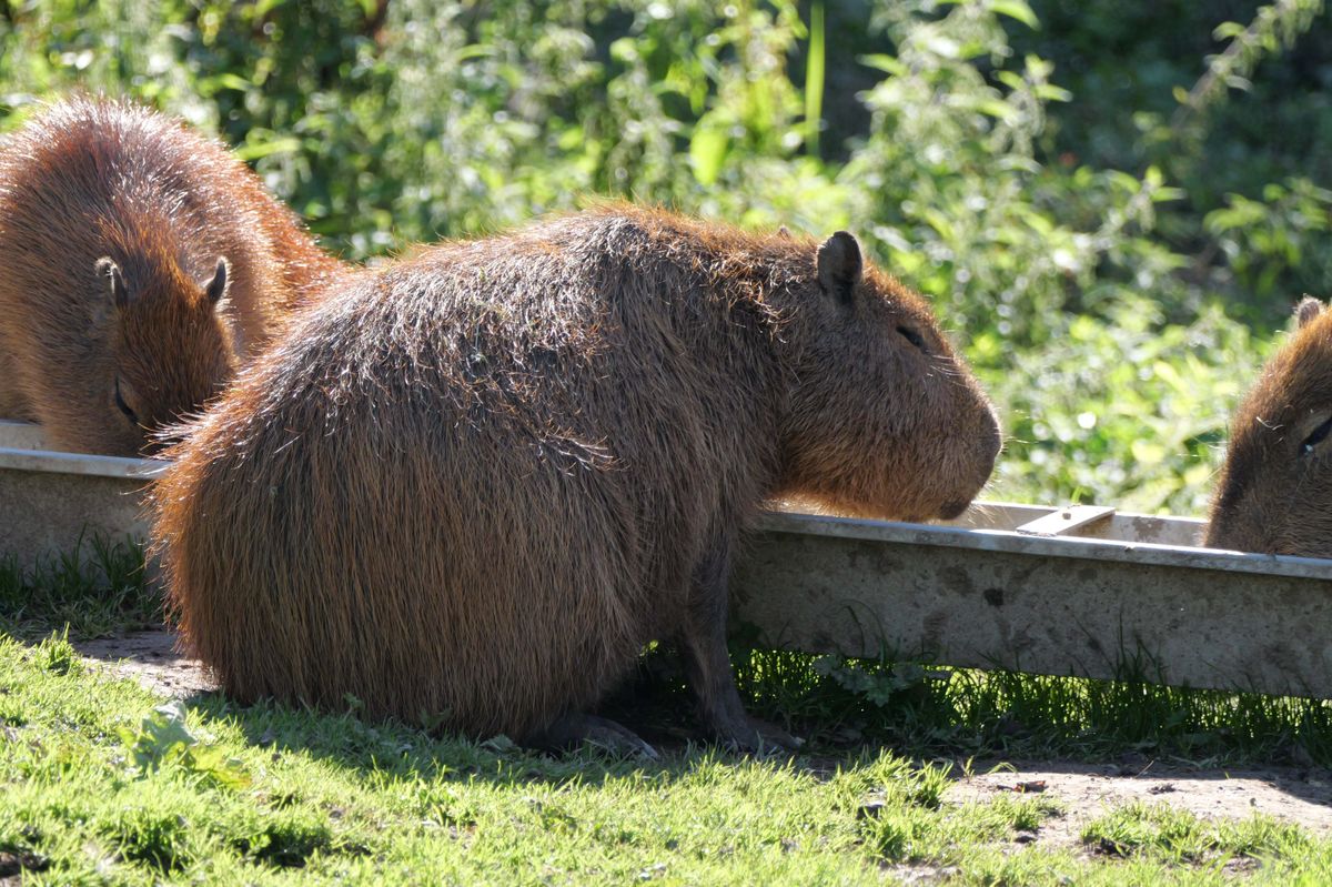 Capybara shot on Panasonic Lumix G9 II