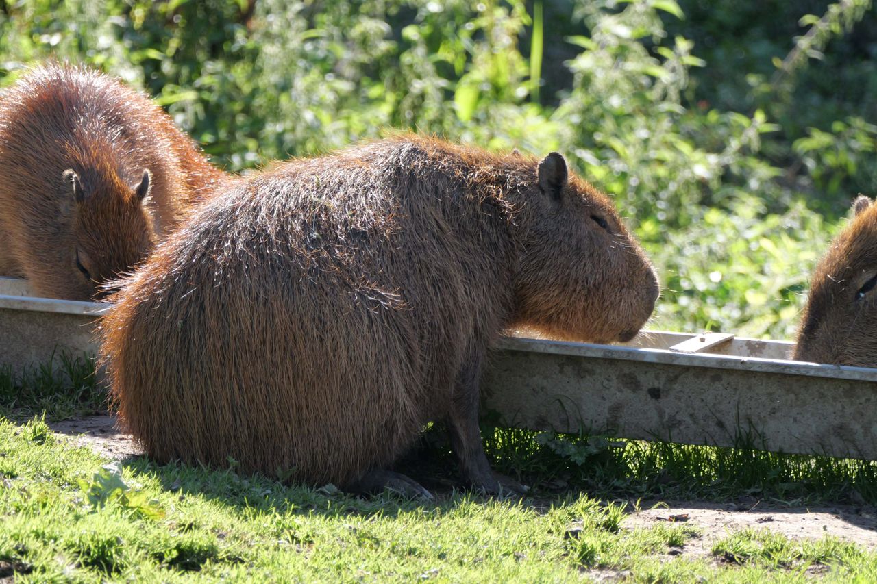 Capybara shot on Panasonic Lumix G9 II