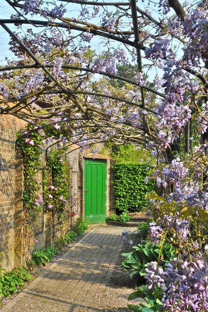 How to prune wisteria – and the best time to do it | Homes & Gardens