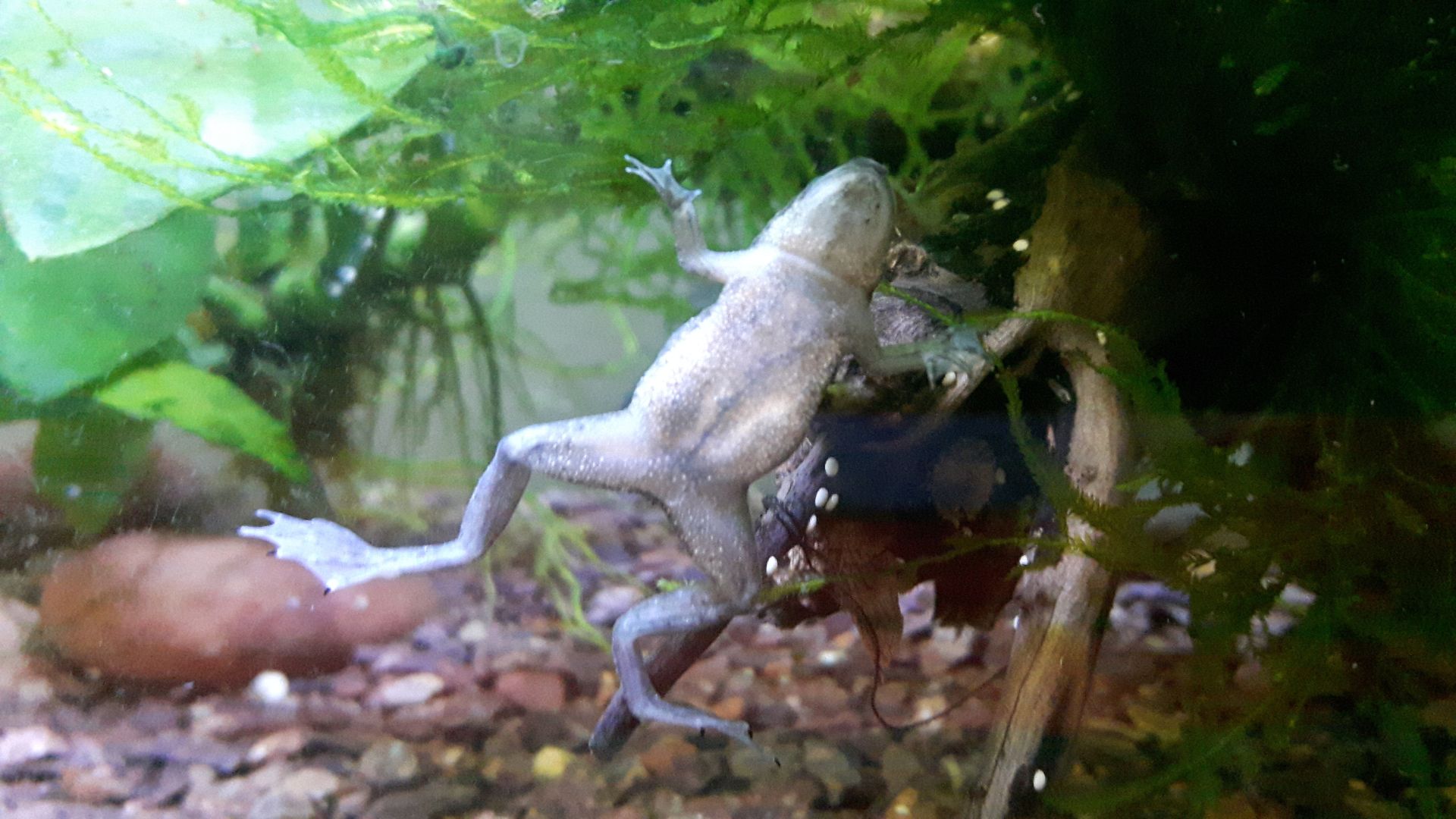 Amphibians