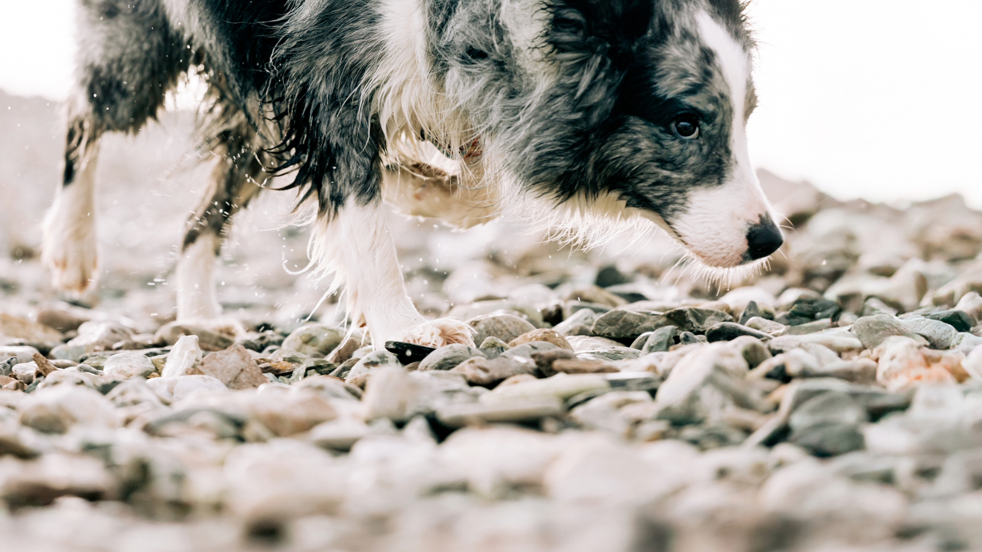 Border collie dog walking on pebble beach