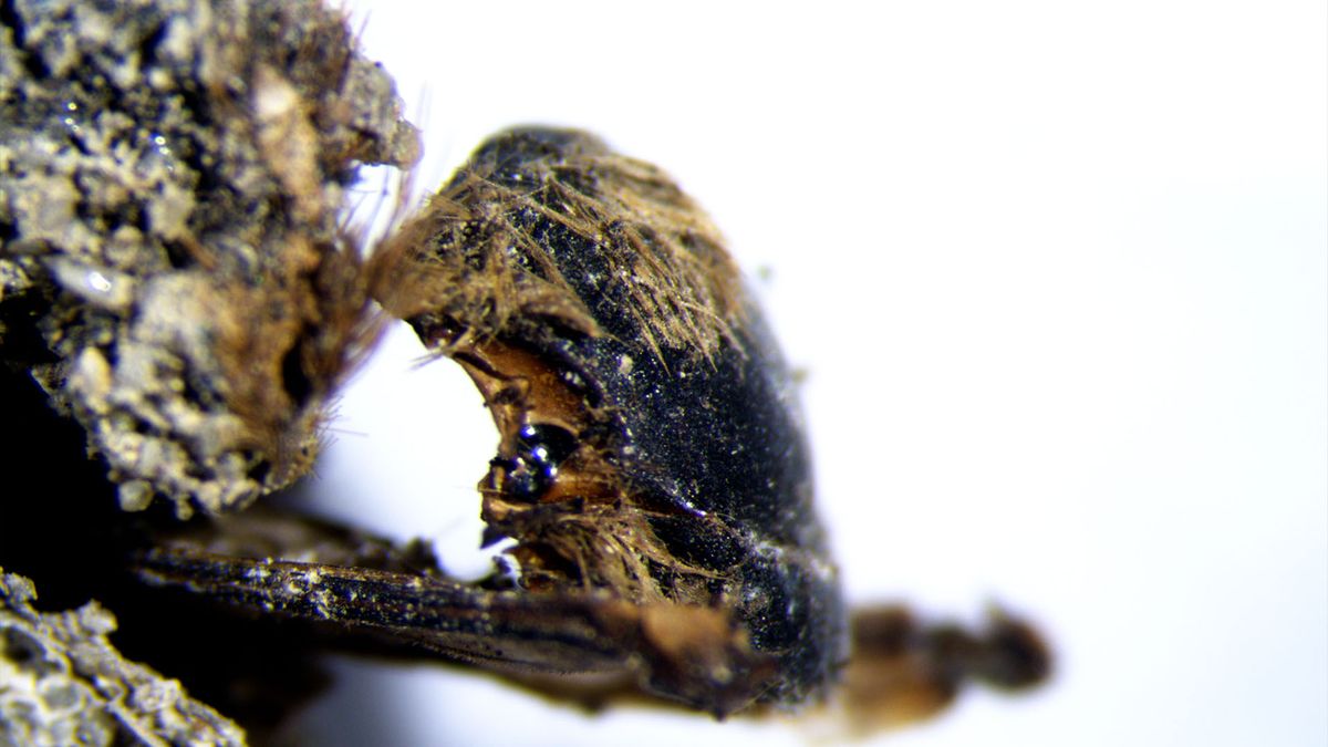 Image taken under binocular lens, corresponding to specimen details of the dorsum. This specimen was extracted from the sediment filling a cocoon.