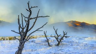 Two dead trees against the backdrop of Yellowstone's Mammoth hot springs.