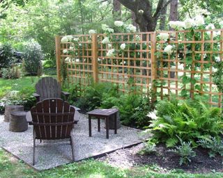 A backyard with trellis fence and white hydrangea poking through, and a black seating area set on stoney gravel