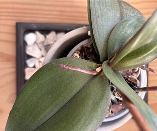 Orchid on pebble tray