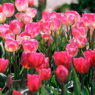 tulip garden from the middle east