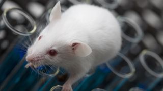 A photo of an albino lab mouse sitting on top of test tubes