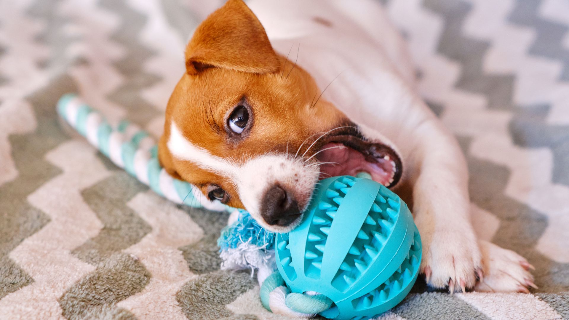 Teething puppy playing with blue dog toy