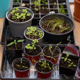 Seedlings growing in plastic pots in tray