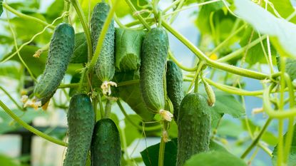 cucumbers growing from vine