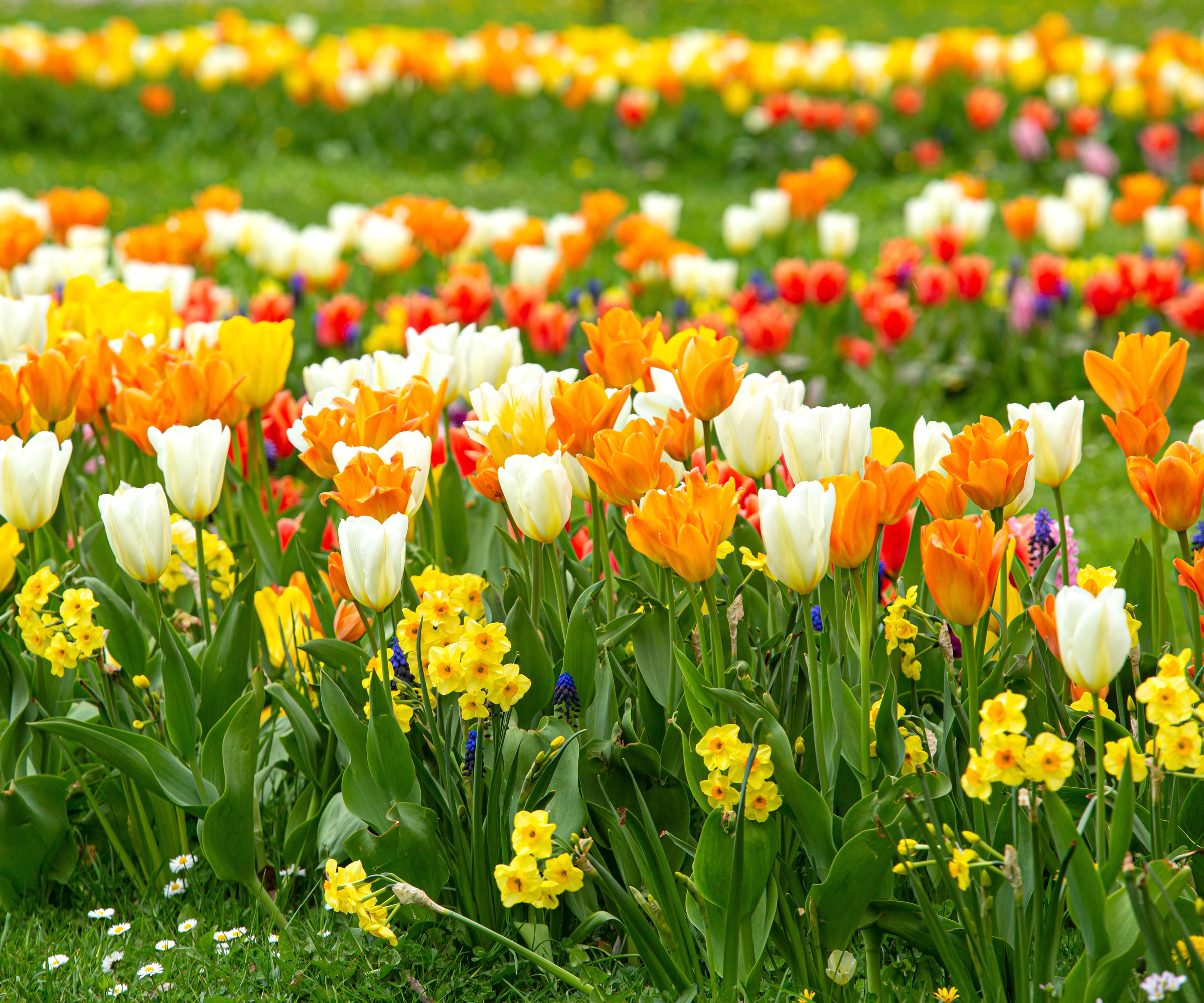 daffodils and tulips in spring garden display