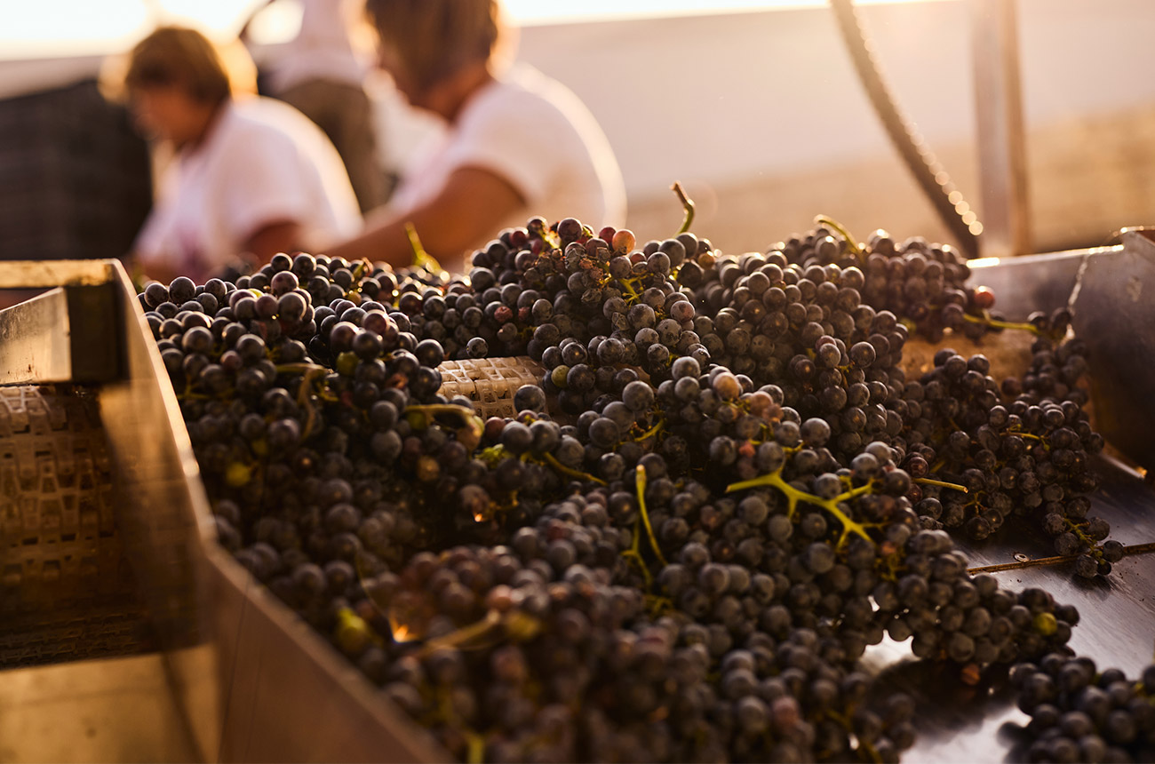 Grapes being processed in Serbia