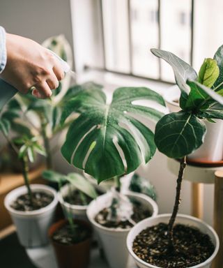 A collection of green monstera plants being misted by a plant mister