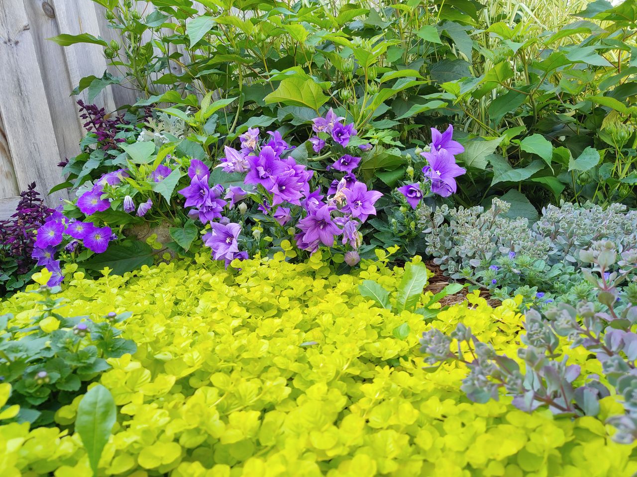 TCL 20 Pro 5G camera samples