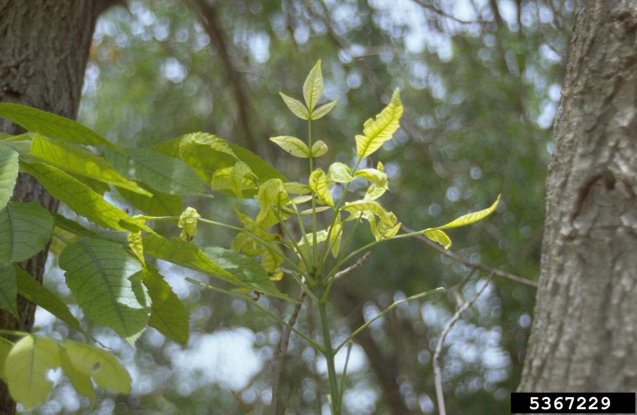 ash yellows