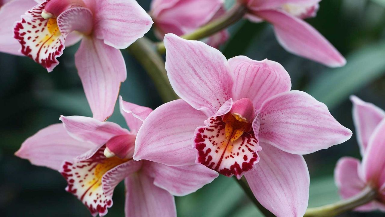 pink orchid flower