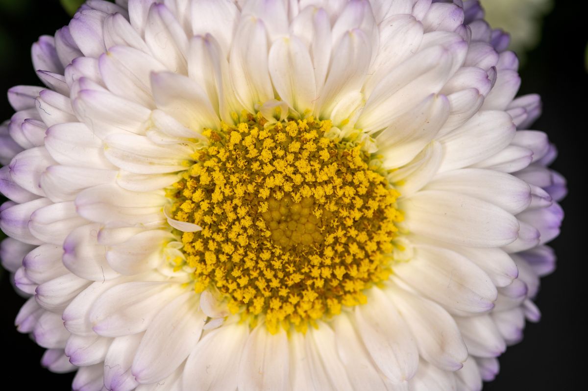 K&amp;F Concept KF-150 Macro Ring Flash example shot