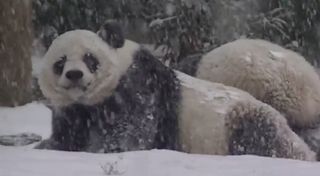 pandas in the snow