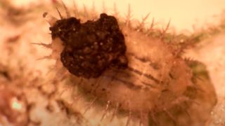a tortoise beetle larvae with a tringle-shaped shield made from feces