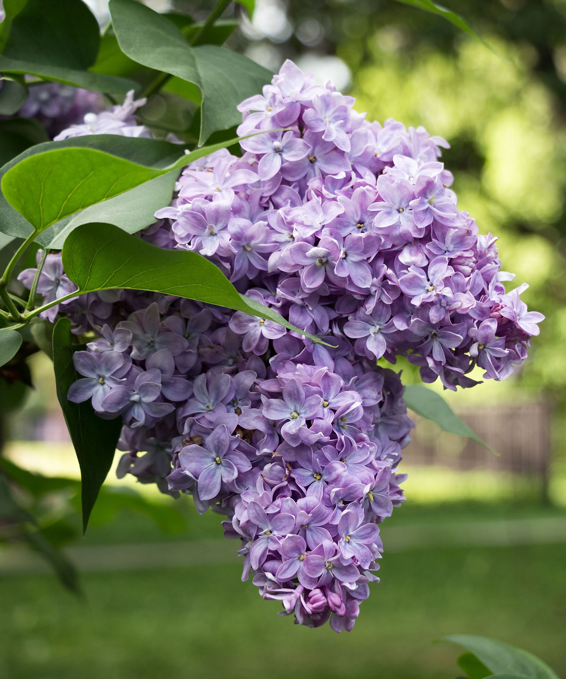 How to propagate lilacs: expert tips for taking cuttings | Homes & Gardens