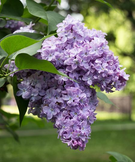 large pale purple flowers of a lilac shrub