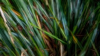 Guinea grass