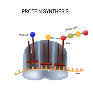 A cellular machine known as a ribosome runs along the strand of mRNA and shoots out the correct building blocks for the spike protein.