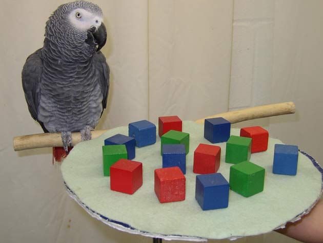 are parrots smarter than dogs