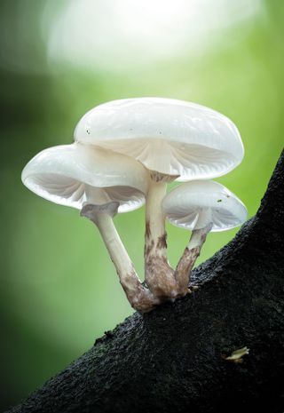 Group of three fungi