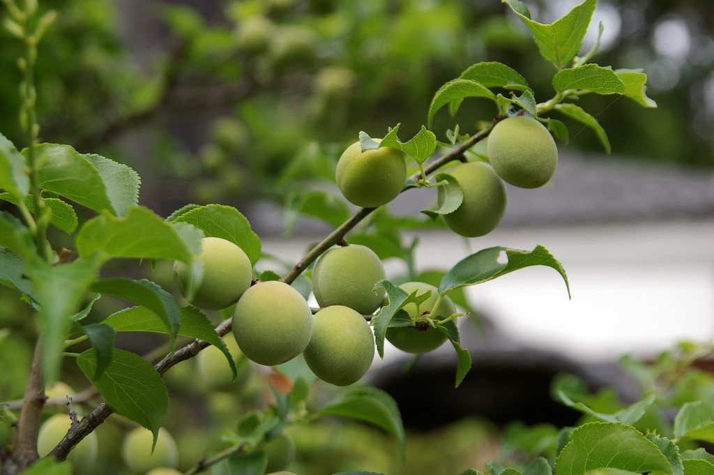 Japanese Plum Tree