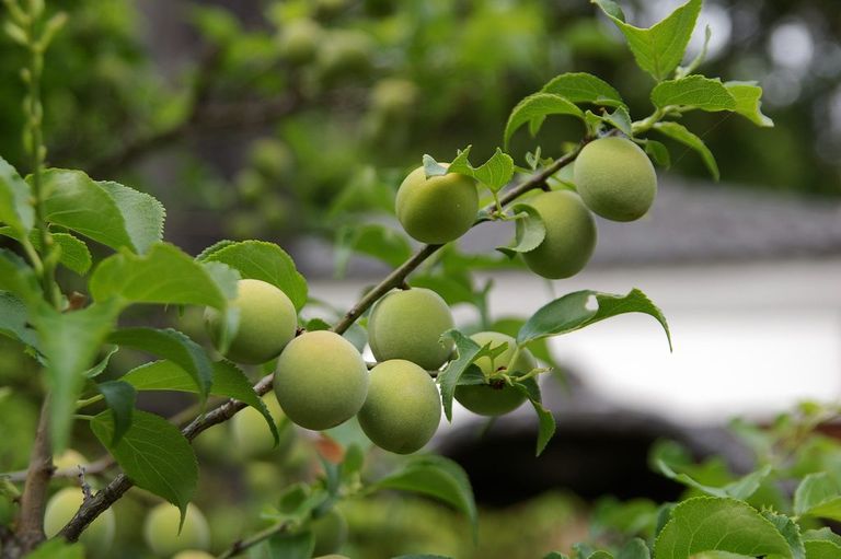 Japanese Plum Information - How To Grow Satsuma Plums | Gardening Know How