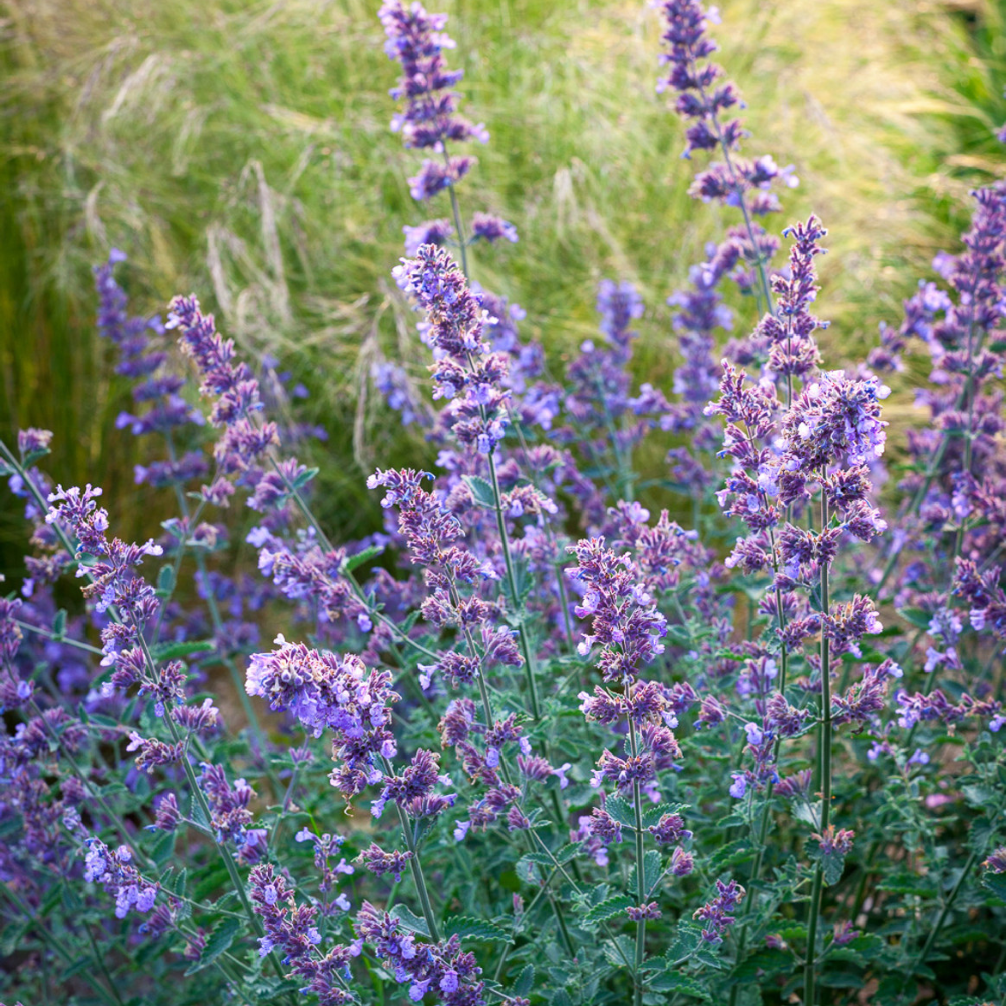 Nepeta X Faassenii 'junior Walker'