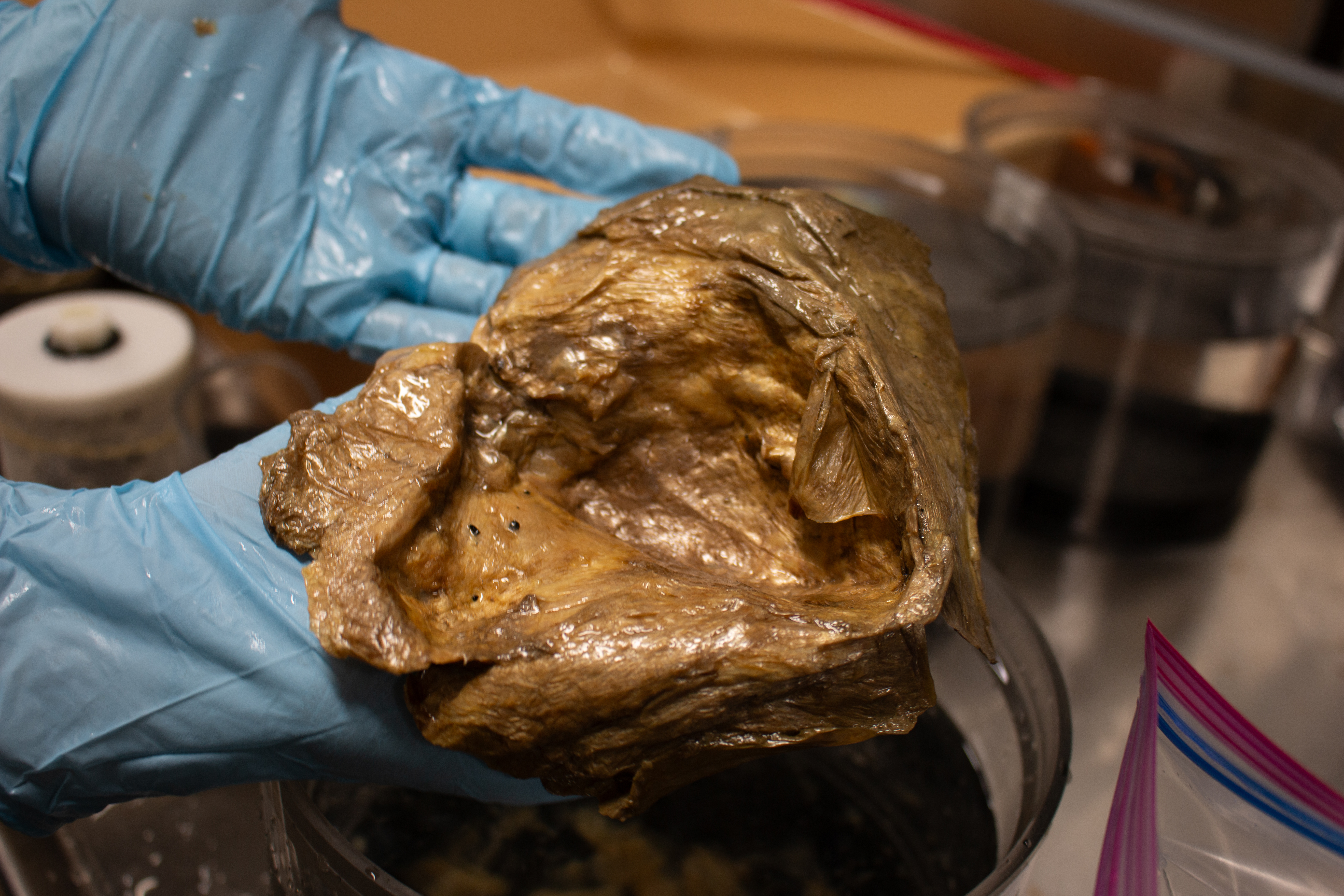 a blob of gold with someone with blue plastic gloves holding it