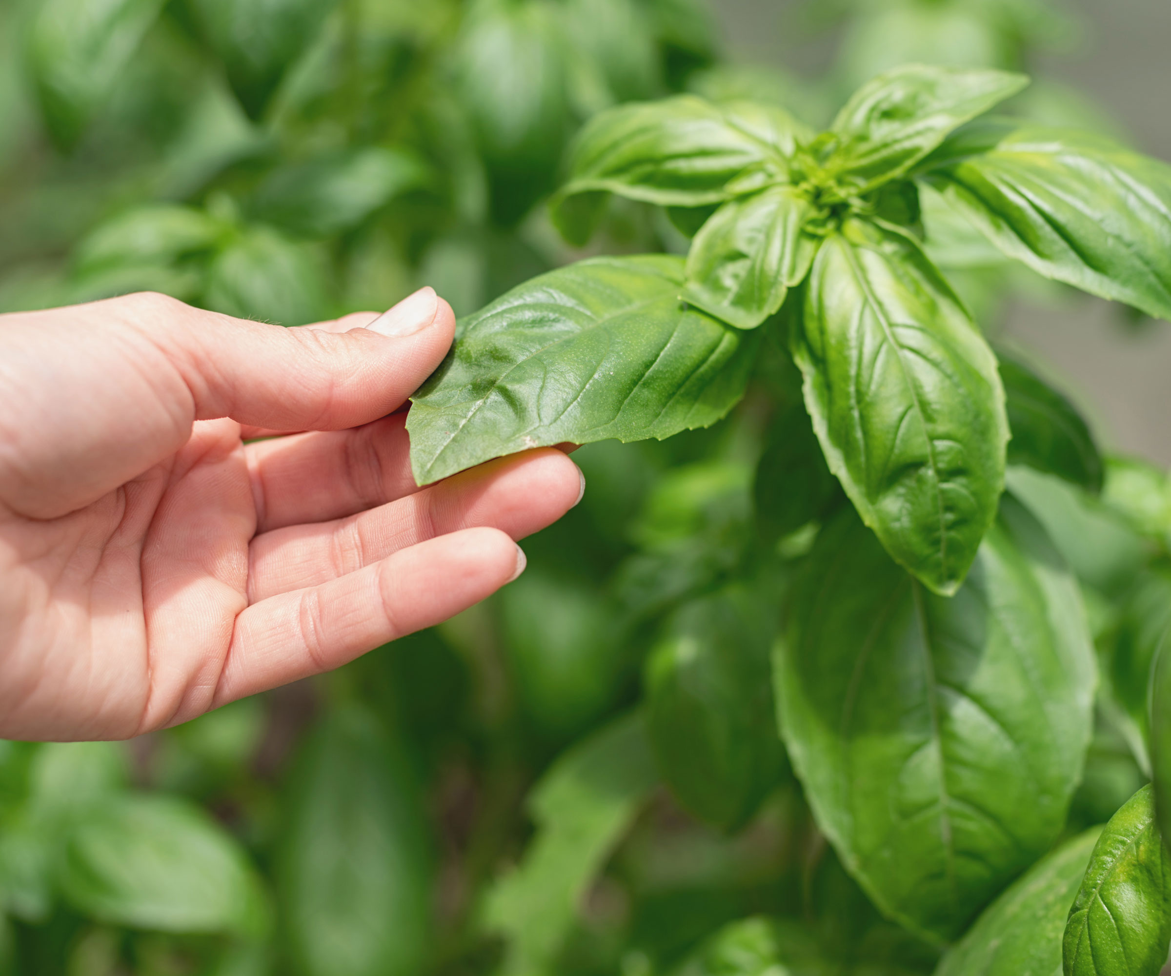 basil plant being handled