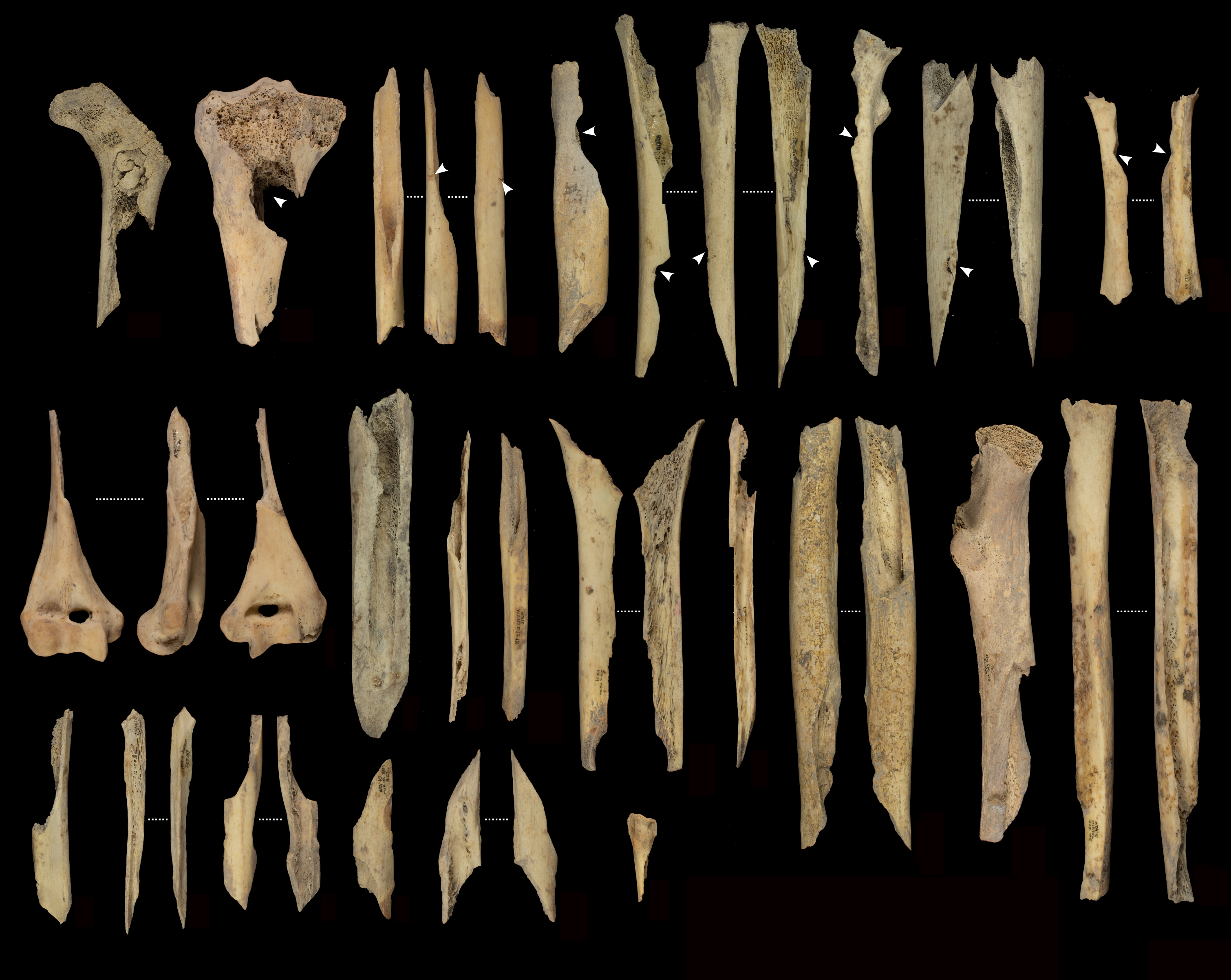 A photograph of 37 human bone fragments with signs of cannibalization.